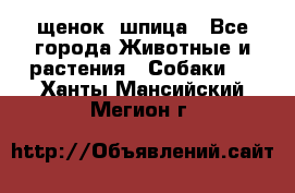 щенок  шпица - Все города Животные и растения » Собаки   . Ханты-Мансийский,Мегион г.